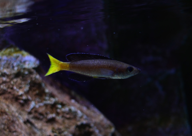 Cyprichromis sp. 'brilliant jumbo' Kitumba